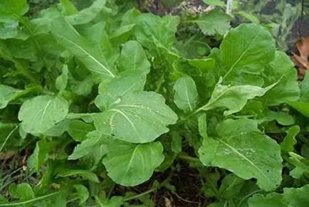 cultivarea salată rucola în țară