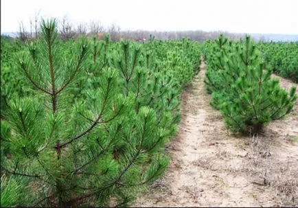 Cultivarea pomilor de Crăciun sau de Crăciun copac pepinieră ca o afacere