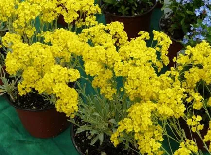 Отглеждане Alyssum (65 снимки) от семена, описание, засаждане, поливане, торене, грижа