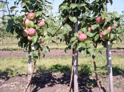 Termesztés törpe almafákat titkokat megosztani
