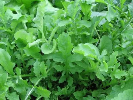 cultivarea salată rucola în țară