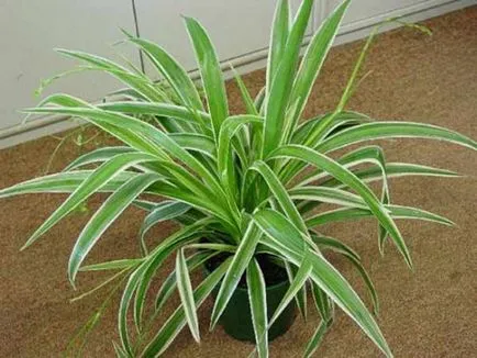 Отглеждане Chlorophytum