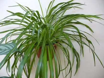 Отглеждане Chlorophytum