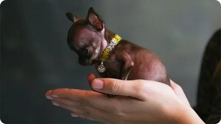 Mágikus Milli - a legkisebb kutya a világon