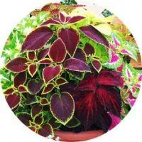 Всички народните вярвания и суеверия Coleus (Krapivko)