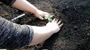 Pepper kártevők és azok ellenőrzési - egy fénykép és feldolgozási módszerek