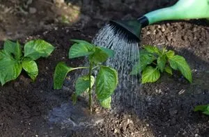 Pepper kártevők és azok ellenőrzési - egy fénykép és feldolgozási módszerek