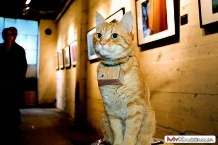Egy pillantás az élet szemével egy macska (35 fotó) - szórakoztató portál