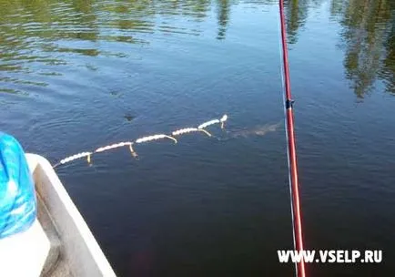 Minden, amire szükség van a halászat egy csónakot - mintegy felfújható csónak pvc felülvizsgálat - hírek - minden csónak Petersburg