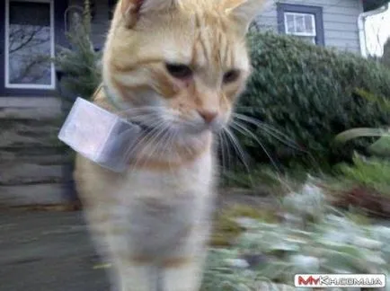 Egy pillantás az élet szemével egy macska (35 fotó) - szórakoztató portál