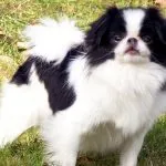 Японски хин (55 снимки) китайска порода куче, имперска черно шпаньол, описание, видео