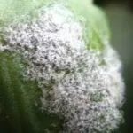 de îngrijire la domiciliu Chlorophytum, fotografiile de specii și varietăți, de reproducere, ce se întâmplă dacă uscat