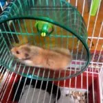 Hamster nu doarme în casă, de hamster de ce nu dormi în casă