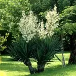 Yucca grădină, în special de îngrijire și creștere