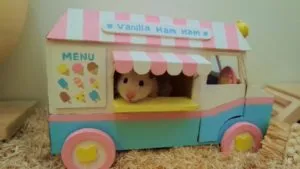 Hamster nu doarme în casă, de hamster de ce nu dormi în casă