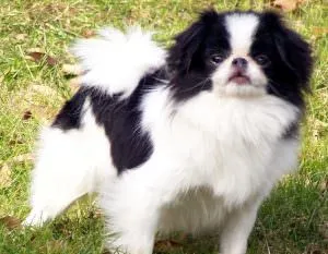 Chin japonez (55 poze) rasă de câini din China, spaniel-ul negru imperial, descriere, video