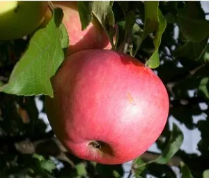 Apple Tree o descriere iulie Cernenko, fotografii, comentarii