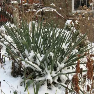 Yucca kert, különösen érdekel és tenyésztési