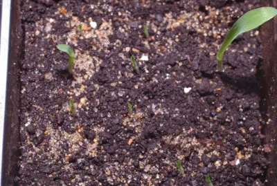 Chlorophytum otthoni gondozást, fotók fajok és fajták, tenyésztés, mi van, ha száraz