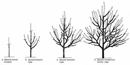 Apple Tree o descriere iulie Cernenko, fotografii, comentarii