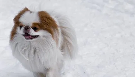 Chin japonez (55 poze) rasă de câini din China, spaniel-ul negru imperial, descriere, video