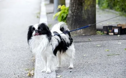 Chin japonez fotografie, preț și caracteristici