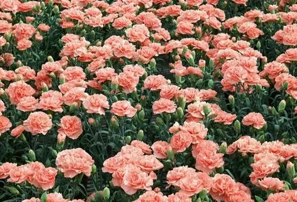Virágok nyelvén 10 váratlan értékeket gyönyörű növényeket