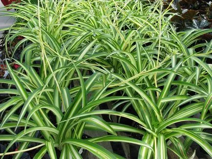 Chlorophytum снимки и видове, отглеждане и грижи в къщи