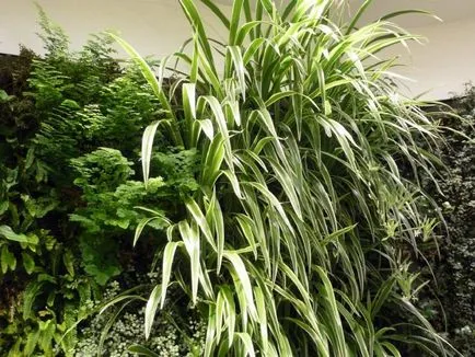 Chlorophytum снимки и видове, отглеждане и грижи в къщи