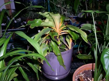 Chlorophytum снимки и видове, отглеждане и грижи в къщи