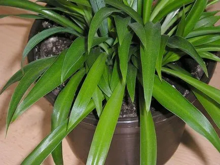 Chlorophytum снимки и видове, отглеждане и грижи в къщи