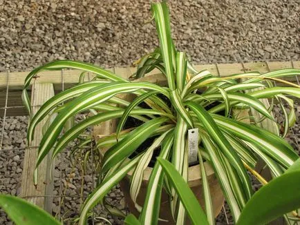 Chlorophytum снимки и видове, отглеждане и грижи в къщи