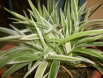 Chlorophytum снимки и видове, отглеждане и грижи в къщи