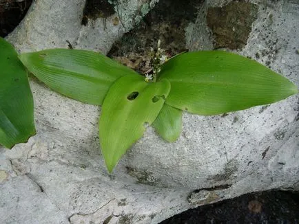 Chlorophytum снимки и видове, отглеждане и грижи в къщи