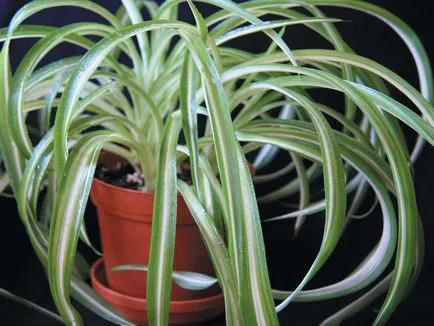 Chlorophytum снимки и видове, отглеждане и грижи в къщи