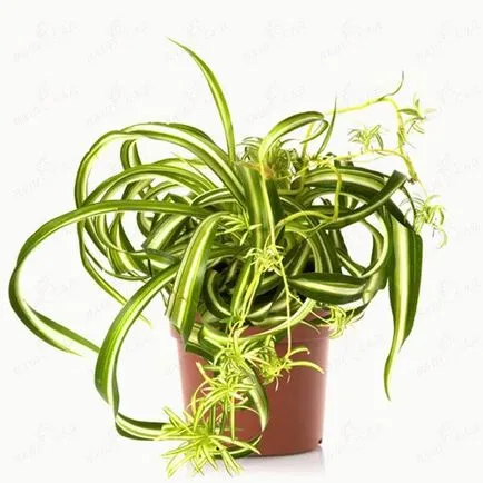 cultivare Chlorophytum, îngrijire, creștere, lume horticultură