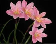 Zephyranthes (upstart)