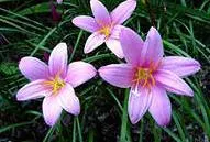 Zephyranthes (upstart)