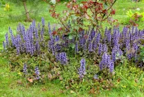 Ajuga reptans (foto 60) caracteristici, descrierea soiurilor, de reproducere, de îmbarcare și de îngrijire combinație cu