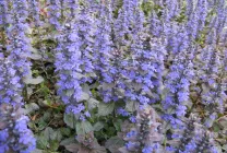 Ajuga reptans (снимка 60) функции, описанието на сортовете, размножаване, интернати и се грижат комбинация с