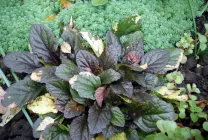 Ajuga reptans (foto 60) caracteristici, descrierea soiurilor, de reproducere, de îmbarcare și de îngrijire combinație cu