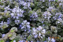 Ajuga reptans (foto 60) caracteristici, descrierea soiurilor, de reproducere, de îmbarcare și de îngrijire combinație cu