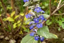 Ajuga reptans (foto 60) caracteristici, descrierea soiurilor, de reproducere, de îmbarcare și de îngrijire combinație cu