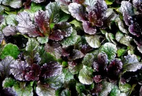 Ajuga reptans (foto 60) caracteristici, descrierea soiurilor, de reproducere, de îmbarcare și de îngrijire combinație cu