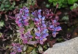 Ajuga reptans (foto 60) caracteristici, descrierea soiurilor, de reproducere, de îmbarcare și de îngrijire combinație cu