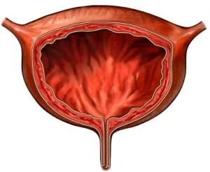 prostatita infecțioasă și dacă aceasta poate provoca - sfaturi de la experți