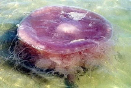 Гелообразни морски създания - медузи - вода - източник на красота и младост