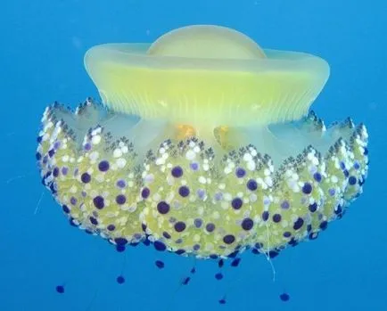 Гелообразни морски създания - медузи - вода - източник на красота и младост