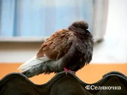 Fertőző coryza galambok - selyanochka - portál a gazdálkodók számára, a mezőgazdaság, az állattenyésztés,