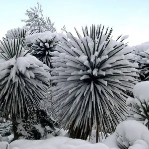 Yucca kert, különösen érdekel és tenyésztési